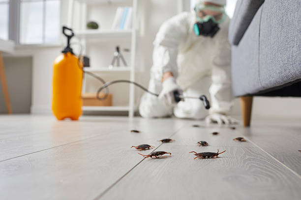 Commercial Kitchen Cockroach Control in Cleora